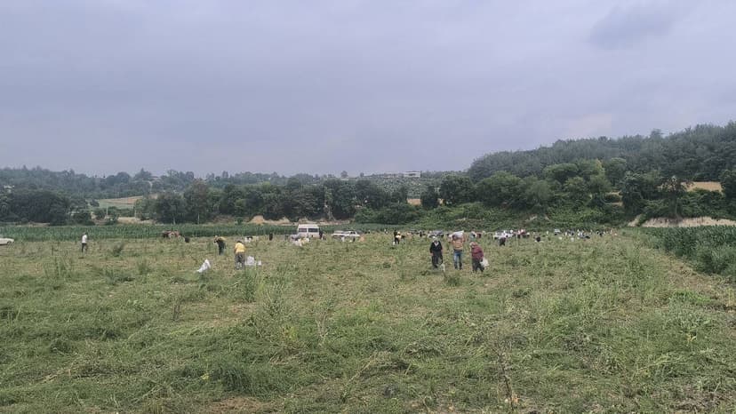 Ürettiği soğanı satamayan çiftçi, tarlasını yurttaşlara açtı